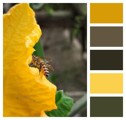 Yellow Flower Flower Honey Bee Image